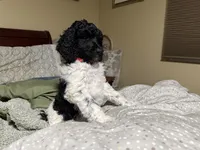 Pinky, a female Poodle - Standard  for sale in Phoenix, AZ – 4 of 5