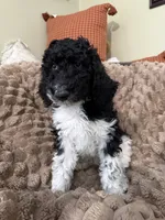 Orange, a male Poodle - Standard  for sale in Phoenix, AZ – 2 of 4