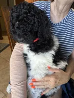 Red Collar, a female Poodle - Standard  for sale in Phoenix, AZ – 2 of 6