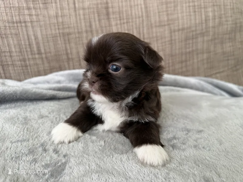Rocky  – Shih Tzu puppy for sale in Richmond, TX