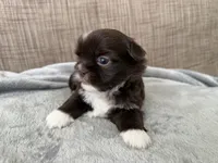 Rocky , a male Shih Tzu for sale in Richmond, TX – 1 of 6