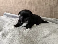 Sky , a female Shih Tzu for sale in Richmond, TX – 4 of 4