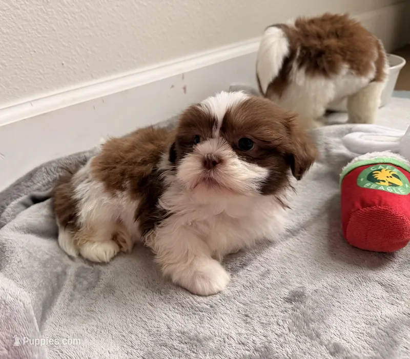 Puppy 1  – Shih Tzu puppy for sale in Richmond, TX
