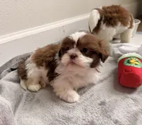 Photo of Puppy 1 