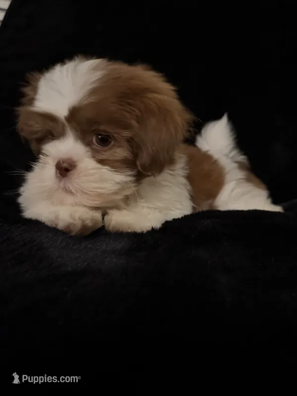 Puppy 1  – Shih Tzu puppy for sale in Richmond, TX