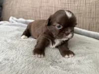 Hazel, a female Shih Tzu for sale in Richmond, TX – 1 of 3