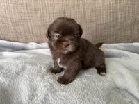 Oliver , a male Shih Tzu for sale in Richmond, TX – 3 of 4