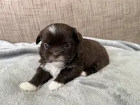 Rocky , a male Shih Tzu for sale in Richmond, TX – 6 of 6