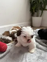 Girl Puppy 2, a female Shih Tzu for sale in Richmond, TX – Photo 4 of 5