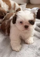 Girl Puppy 2, a female Shih Tzu for sale in Richmond, TX – Photo 2 of 5