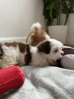 Girl Puppy 2, a female Shih Tzu for sale in Richmond, TX – Photo 3 of 5