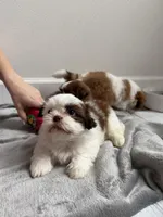 Girl Puppy 2, a female Shih Tzu for sale in Richmond, TX – Photo 5 of 5