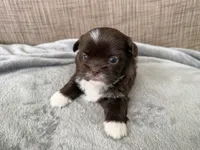 Rocky , a male Shih Tzu for sale in Richmond, TX – 2 of 6