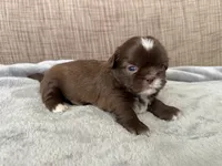 Hazel, a female Shih Tzu for sale in Richmond, TX – 3 of 3