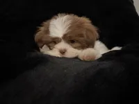 Buddy , a male Shih Tzu for sale in Richmond, TX – 2 of 5