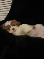 Buddy , a male Shih Tzu for sale in Richmond, TX – 3 of 5