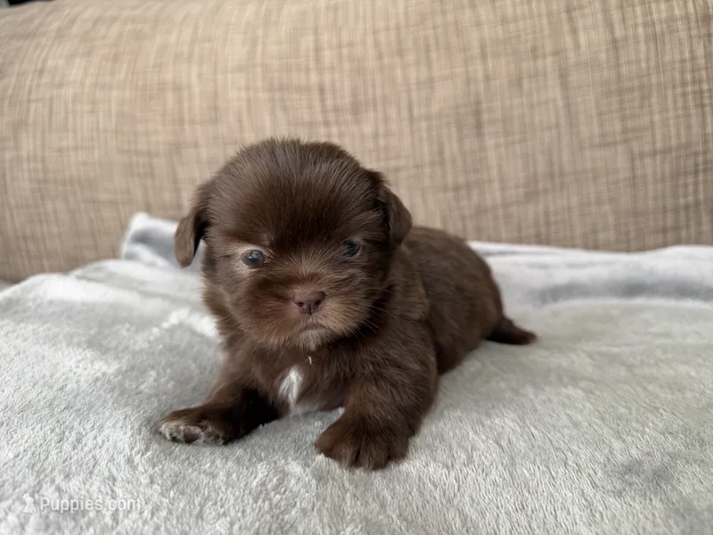 Oliver  – Shih Tzu puppy for sale in Richmond, TX
