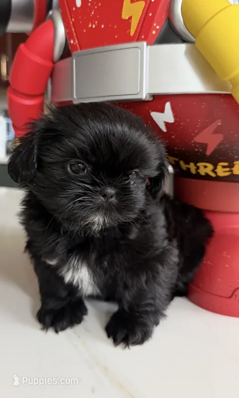 Molly  – Shih Tzu puppy for sale in Richmond, TX