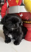 Molly , a female Shih Tzu for sale in Richmond, TX – 1 of 1
