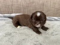 Hazel, a female Shih Tzu for sale in Richmond, TX – 2 of 3