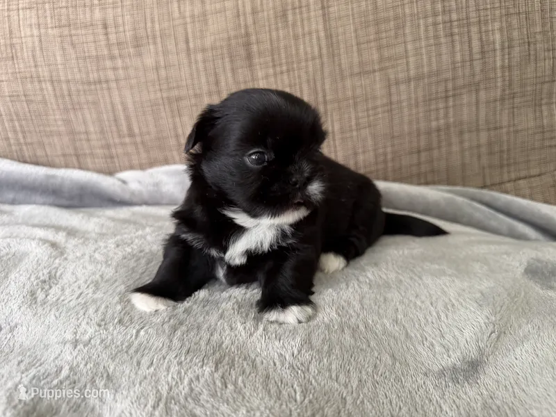 Sky  – Shih Tzu puppy for sale in Richmond, TX