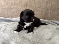 Sky , a female Shih Tzu for sale in Richmond, TX – 1 of 4
