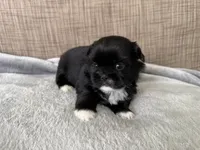 Sky , a female Shih Tzu for sale in Richmond, TX – 3 of 4