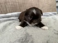 Rocky , a male Shih Tzu for sale in Richmond, TX – 5 of 6