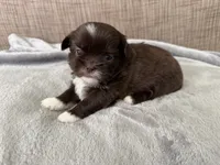Rocky , a male Shih Tzu for sale in Richmond, TX – 3 of 6
