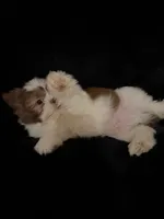 Buddy , a male Shih Tzu for sale in Richmond, TX – 5 of 5