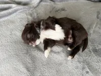 Rocky , a male Shih Tzu for sale in Richmond, TX – 4 of 6