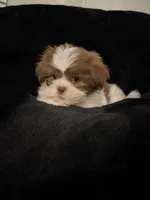 Buddy , a male Shih Tzu for sale in Richmond, TX – 1 of 5