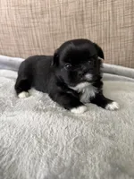 Sky , a female Shih Tzu for sale in Richmond, TX – 2 of 4