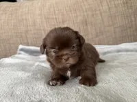 Oliver , a male Shih Tzu for sale in Richmond, TX – 4 of 4