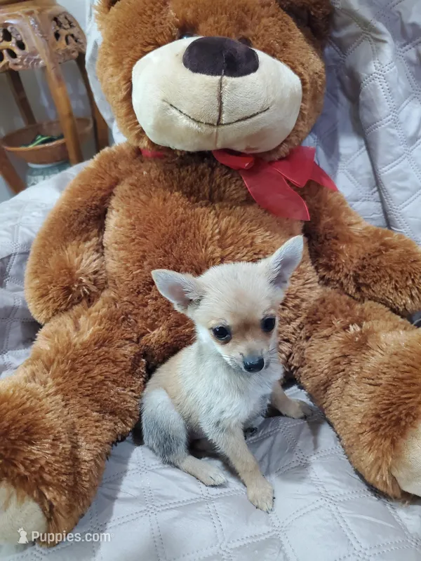 SQUIRRELLY – Pomchi puppy for sale in Ocala, FL