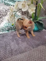 SQUIRRELLY, a male Pomchi for sale in Ocala, FL – Photo 2 of 4