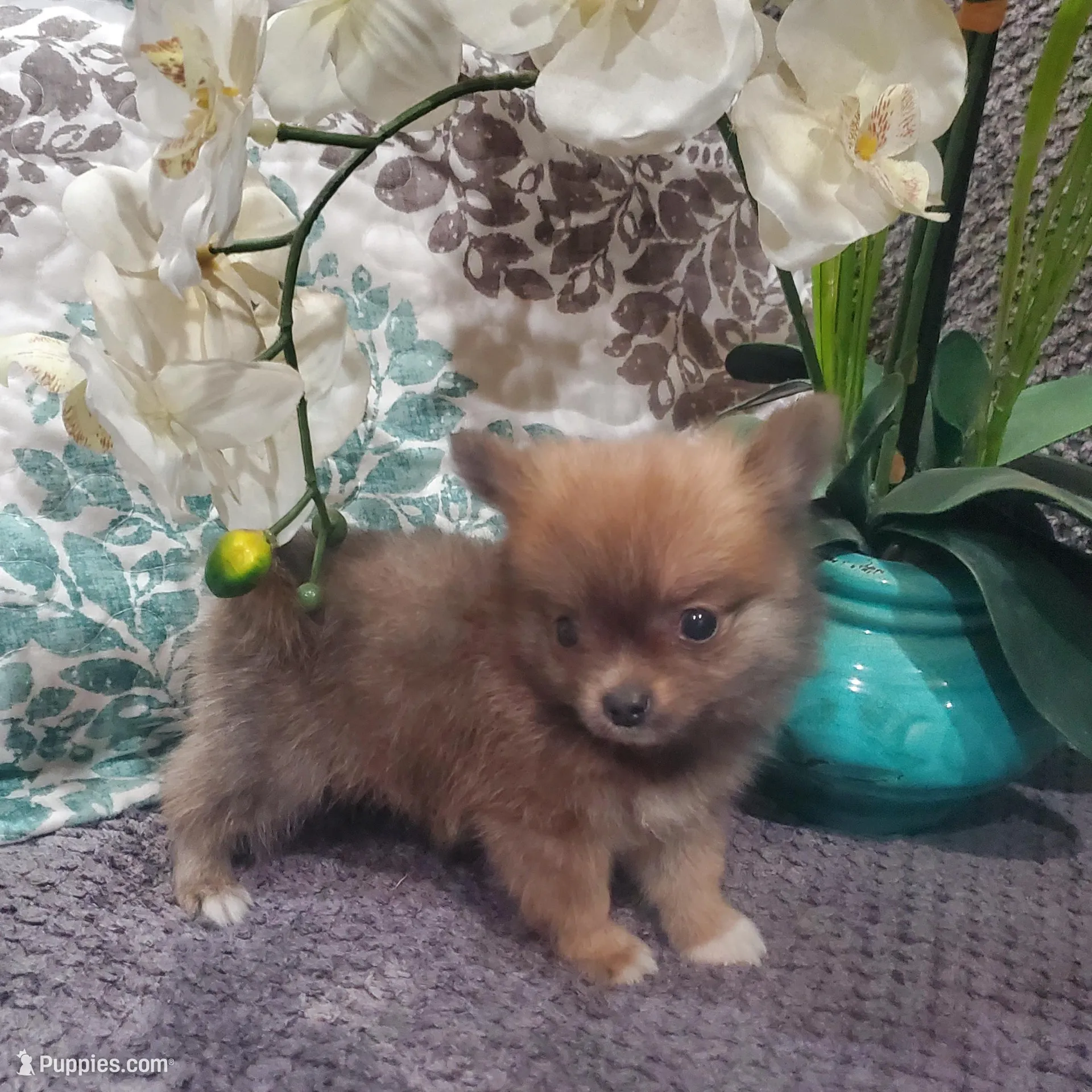 BUDDAH, a male Pomeranian for sale in Ocala, FL – Photo 4 of 5