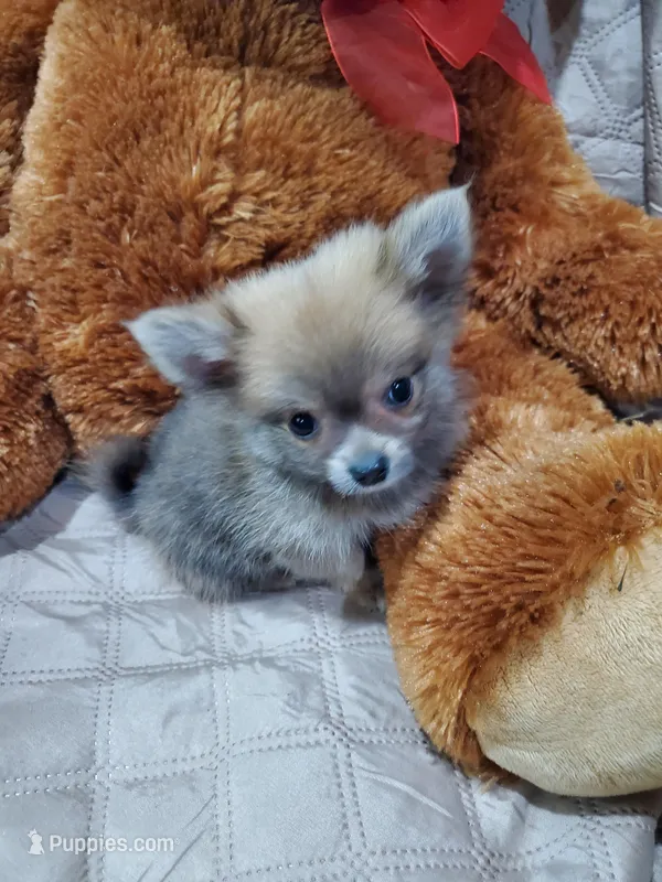 BUDDAH – Pomeranian puppy for sale in Ocala, FL