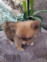 BUDDAH, a male Pomeranian for sale in Ocala, FL – Photo 3 of 5