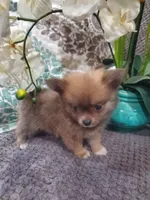 BUDDAH, a male Pomeranian for sale in Ocala, FL – Photo 5 of 5