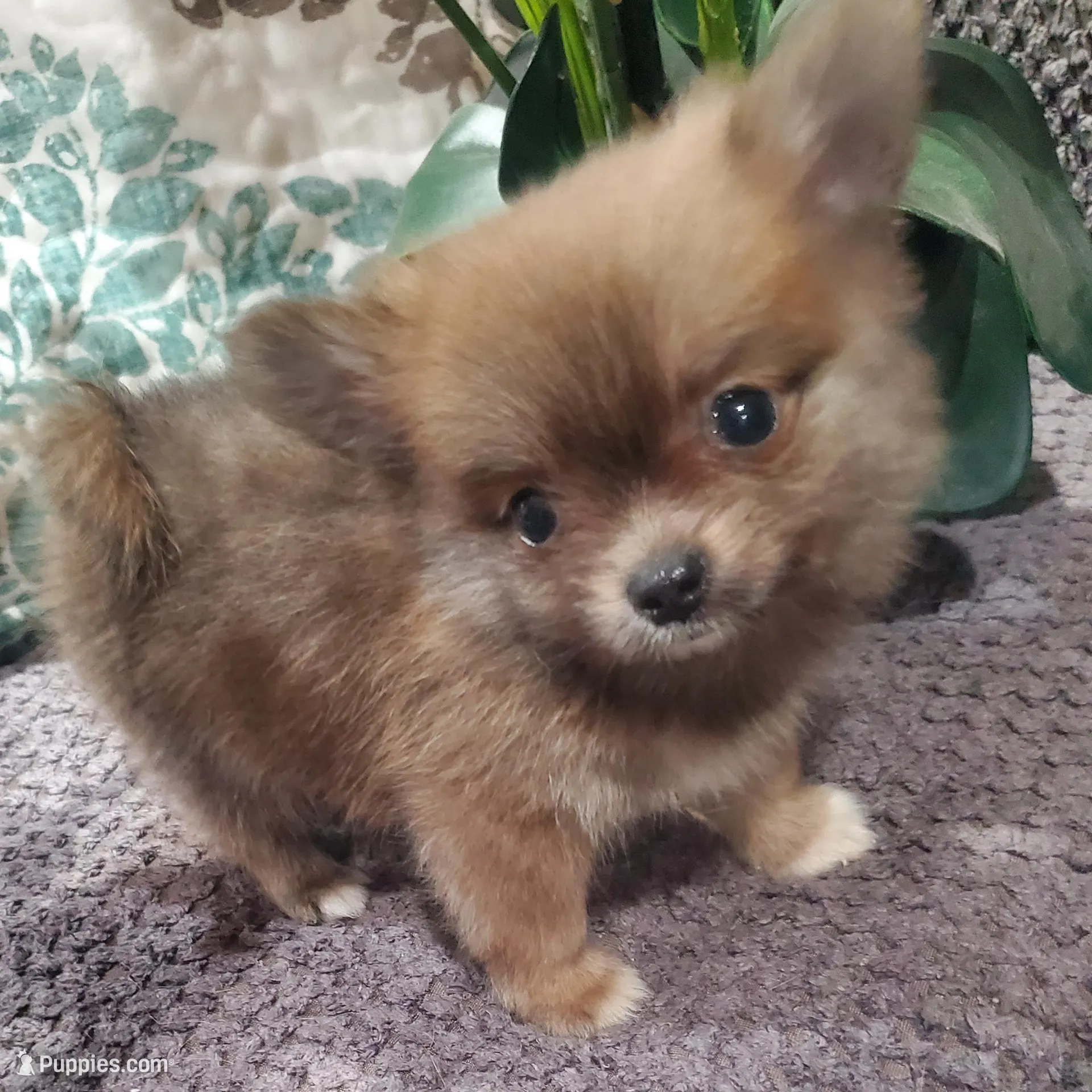 BUDDAH, a male Pomeranian for sale in Ocala, FL – Photo 1 of 5