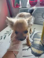 Mia, a female Pomchi for sale in Ocala, FL – 4 of 4