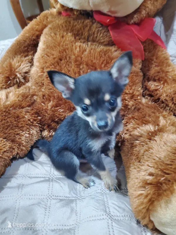 Bear – Pomchi puppy for sale in Ocala, FL