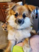 Fat Boi, a male Pomchi for sale in Ocala, FL – Photo 4 of 4