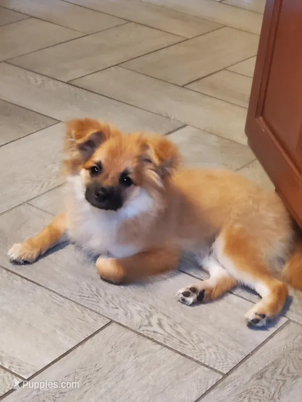 Fat Boi – Pomchi puppy for sale in Ocala, FL