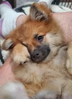 Fat Boi, a male Pomchi for sale in Ocala, FL – Photo 2 of 4