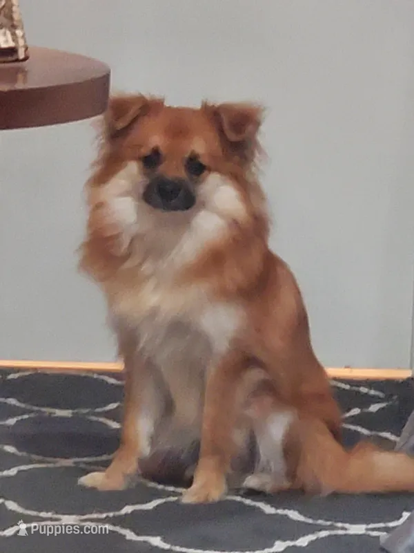 Fat Boi, a male Pomchi for sale in Ocala, FL – Photo 1 of 1