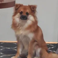 Fat Boi, a male Pomchi for sale in Ocala, FL – Photo 3 of 4