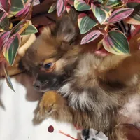 Sportster, a male Pomchi for sale in Ocala, FL – Photo 2 of 2