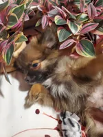 Sportster, a male Pomeranian for sale in Ocala, FL – Photo 2 of 2